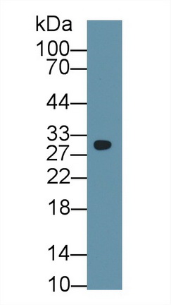 13386