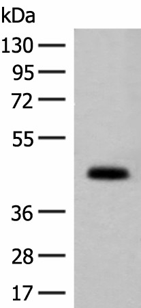 Валидация Elabscience E-AB-52115