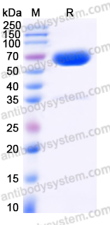 AHD17403, SDS-PAGE