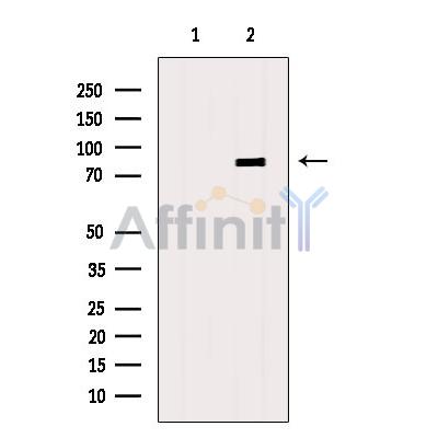 Валидация Affinity DF8825 - 20886