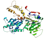 5"-Nucleotidase Domain Containing Protein 3 (NT5DC3)