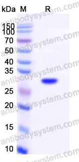 YHD75002, SDS-PAGE
