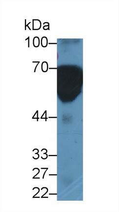 13076