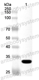 Валидация AntibodySystem PHA33401