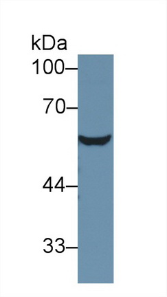 9696