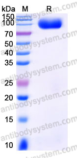 AHJ51603, SDS-PAGE