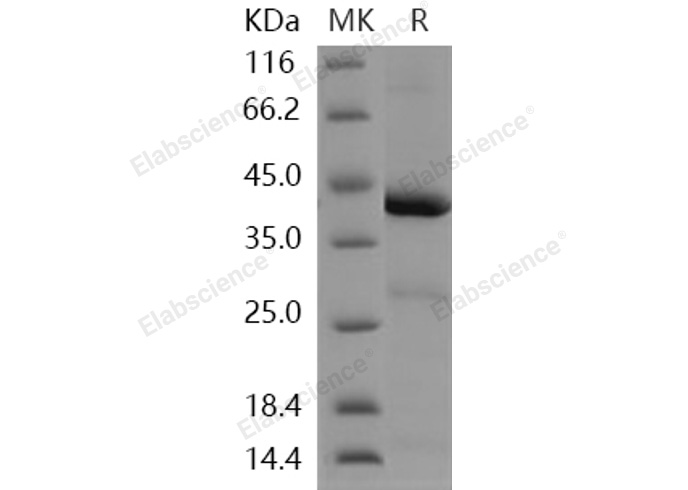 Валидация Elabscience PKSH030355(1293)