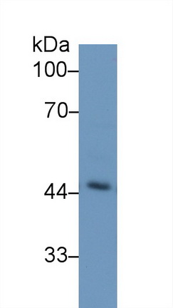 13255
