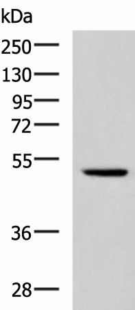 Валидация Elabscience E-AB-53497