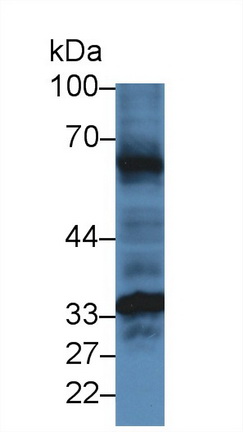 12455