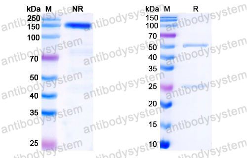 Валидация SDS-PAGE - AntibodySystem FRJ92840