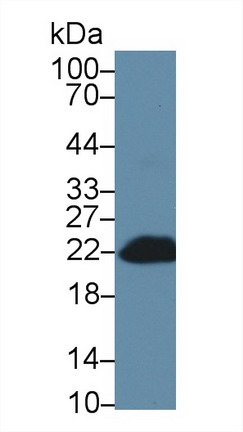 9950