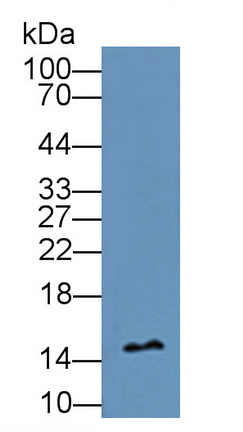 12003