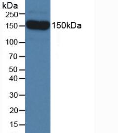 4553