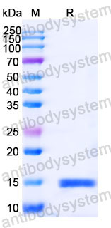Валидация SDS-PAGE - AntibodySystem RHC01401