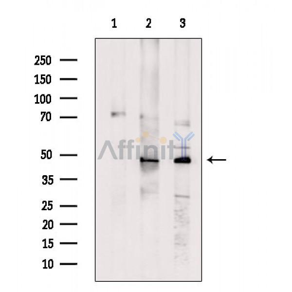 Валидация Affinity DF3359 - 14229
