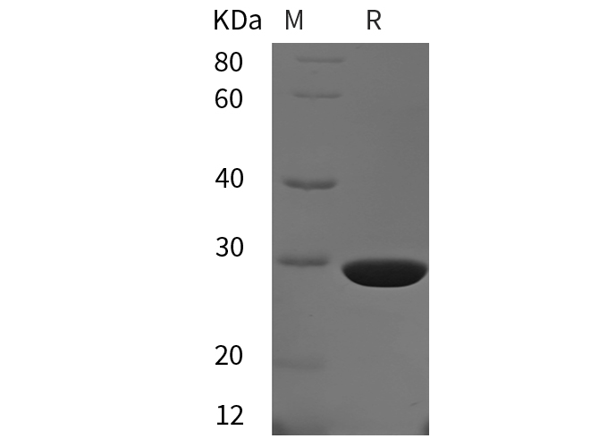 Валидация Elabscience PDER100224(754)