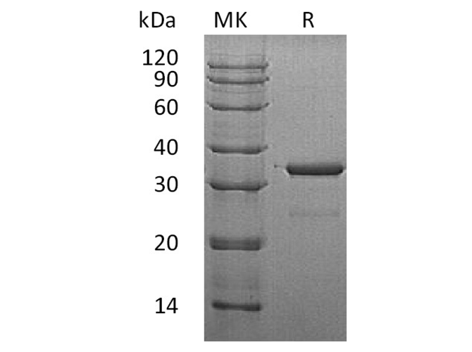 Валидация Elabscience PKSH033370(3701)