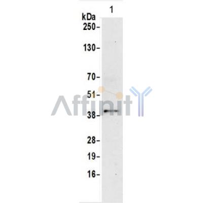Валидация Affinity AF5221 - 2690
