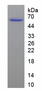 42956