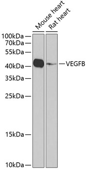 Валидация Elabscience E-AB-67412