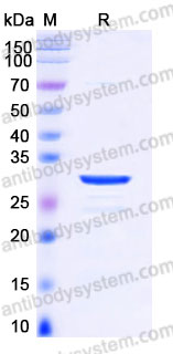 YHA08502, SDS-PAGE