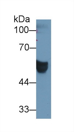9675