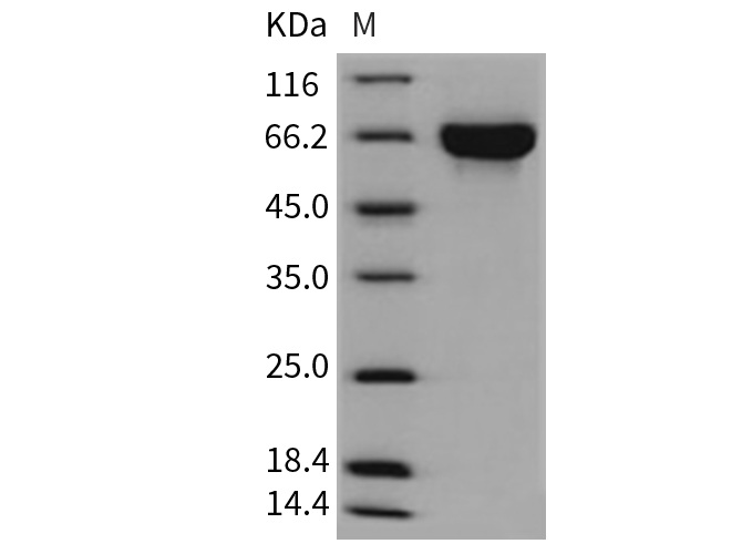 Валидация Elabscience PKSM040725(4701)