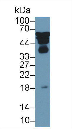 13483