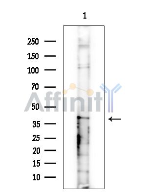 Валидация Affinity DF9093 - 21382