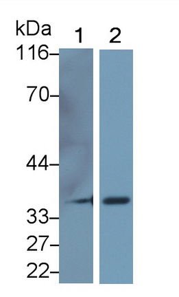 26079