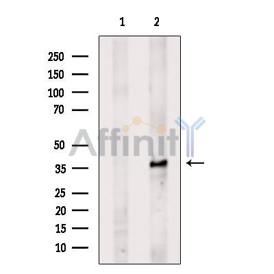 Валидация Affinity DF4037 - 15294