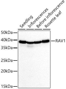 A21275, вестерн-блоттинг, ткани Arabidopsis thaliana (11708)