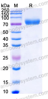 EHE79003, SDS-PAGE