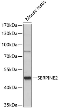 Валидация Elabscience E-AB-90877