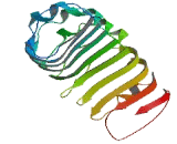 Extracellular Leucine Rich Repeat And Fibronectin Type III Domain Containing Protein 1 (ELFN1)