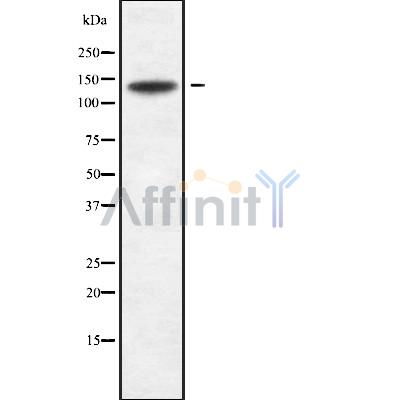 Валидация Affinity DF9944 - 22946