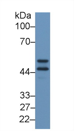 12502