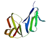 Receptor I For The Fc Region Of Immunoglobulin G (FcgRI)