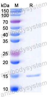 Валидация SDS-PAGE - AntibodySystem RXX07702