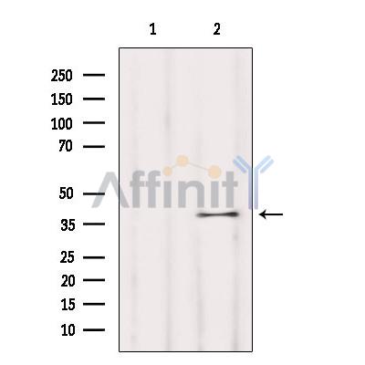 Валидация Affinity DF10255 - 5847