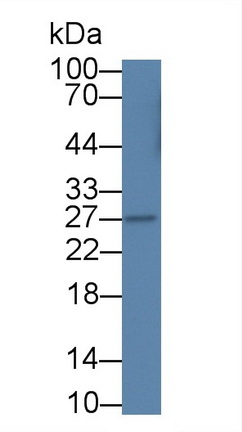 52504