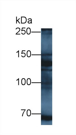 12703
