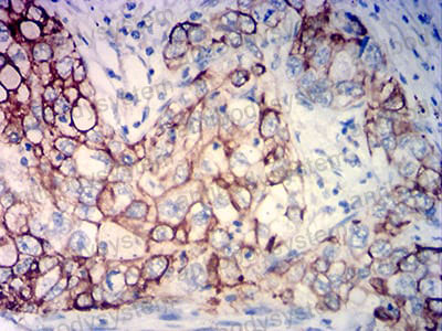 Валидация AntibodySystem RHC17804 (717)