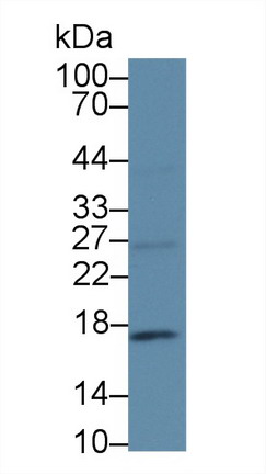8519