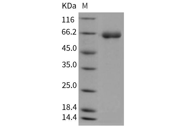 Валидация Elabscience PKSM040386(4386)