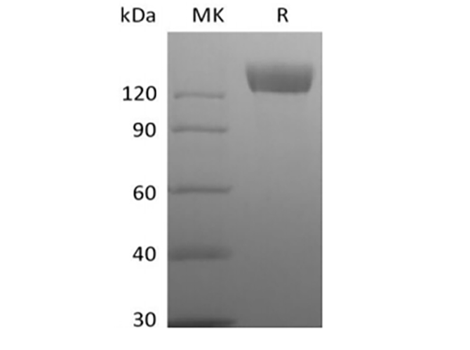 Валидация Elabscience PKSQ050120(5490)
