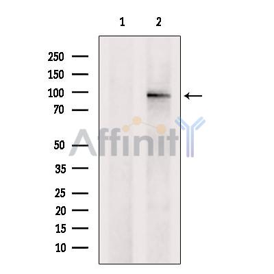 Валидация Affinity DF2307 - 12870