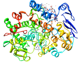 Prostaglandin Endoperoxide Synthase 1 (PTGS1)