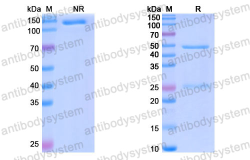 Валидация SDS-PAGE - AntibodySystem DHB91603